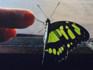 Bday butterfly