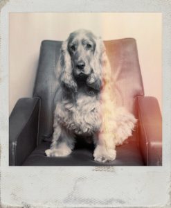 ollie